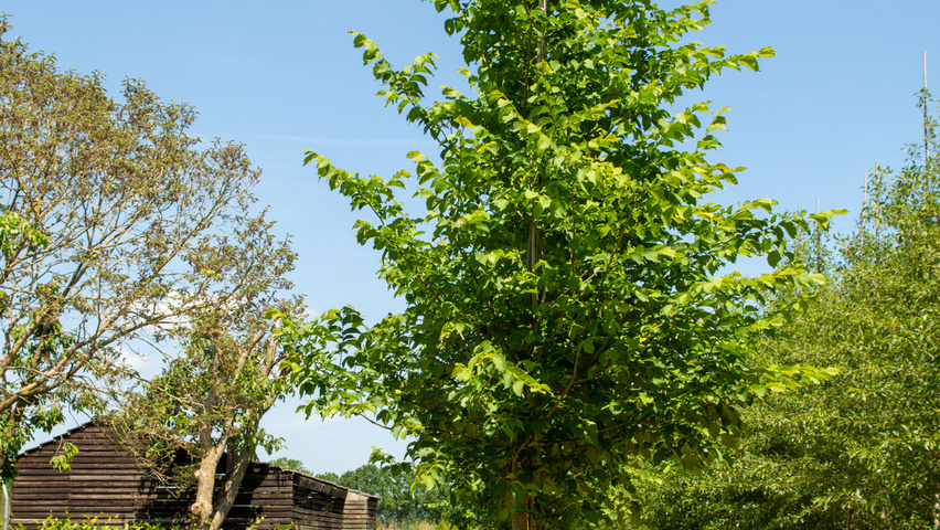 Ulmus 'Nanguen' hoogstam