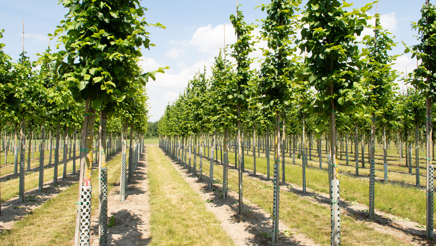 Ulmus 'Nanguen' hoogstam