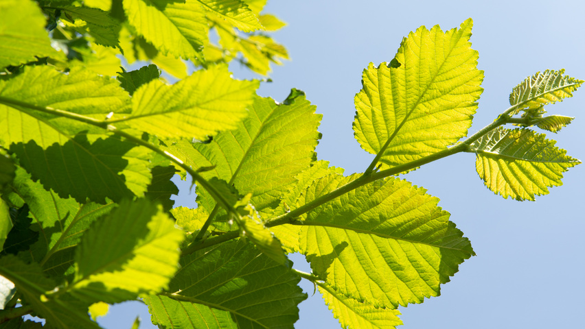 Ulmus 'Nanguen' blad