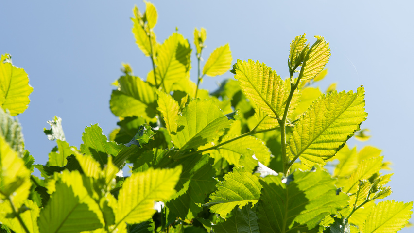 Ulmus 'Nanguen' blad