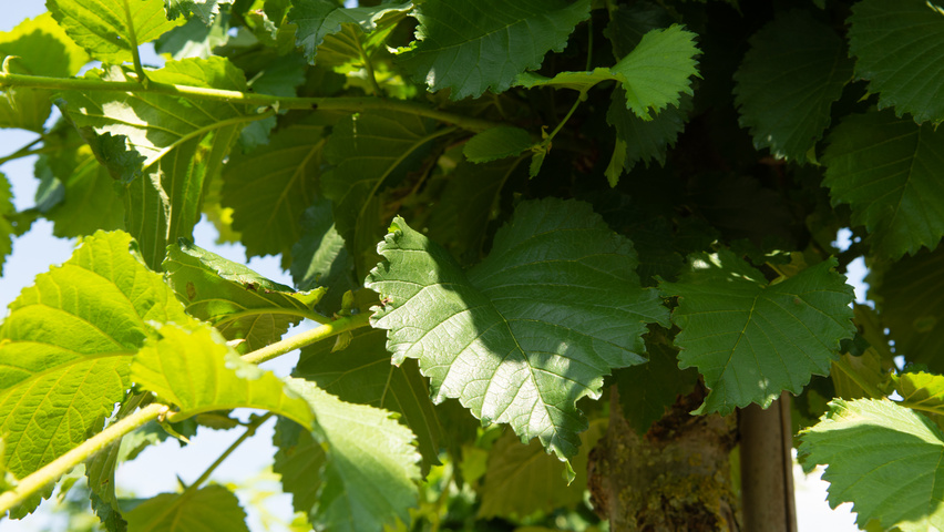 Ulmus 'Nanguen' blad
