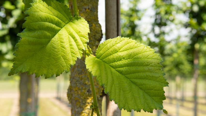 Ulmus 'Nanguen' blad