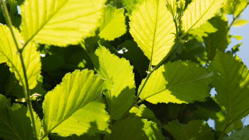 Ulmus 'Nanguen' blad