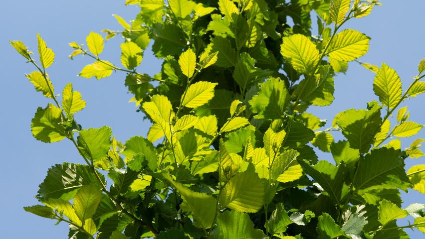 Ulmus 'Nanguen' blad