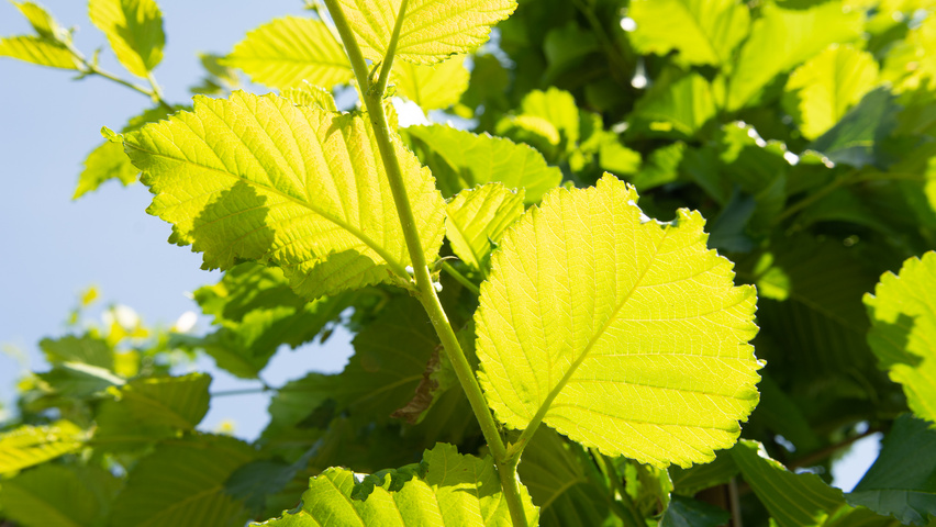 Ulmus 'Nanguen' twijgen