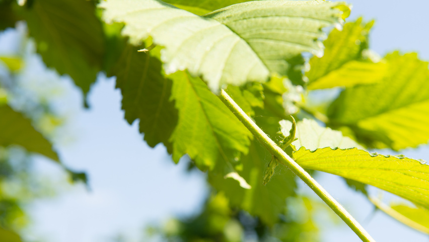 Ulmus 'Nanguen' twijgen