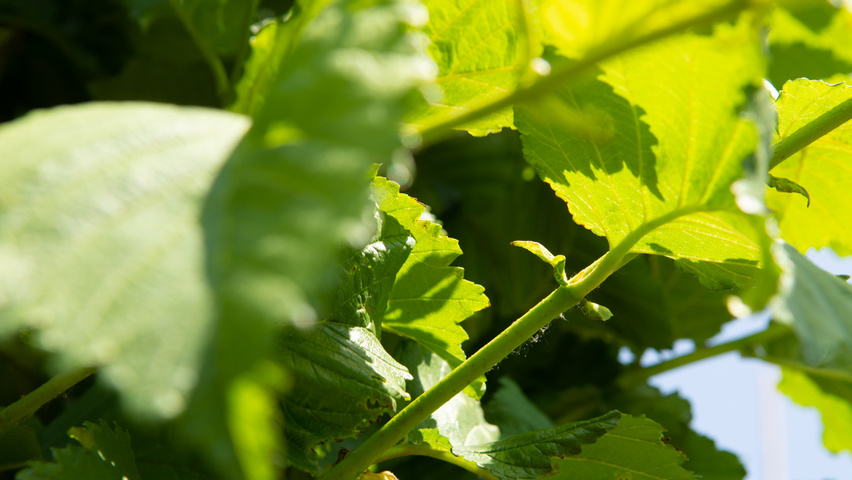 Ulmus 'Nanguen' twijgen