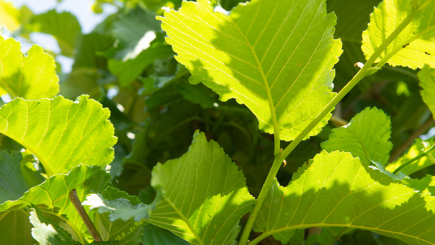 Ulmus 'Nanguen' twijgen
