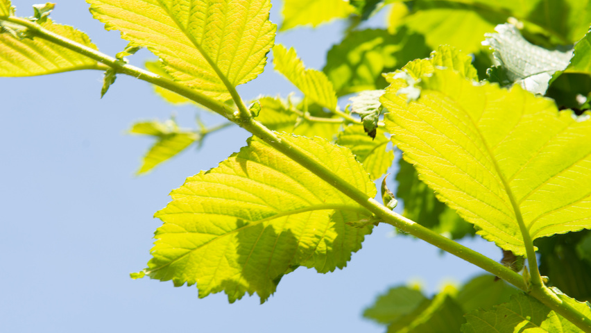 Ulmus 'Nanguen' twijgen
