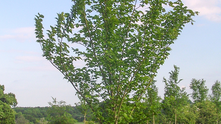 Ulmus 'Nanguen' hoogstam