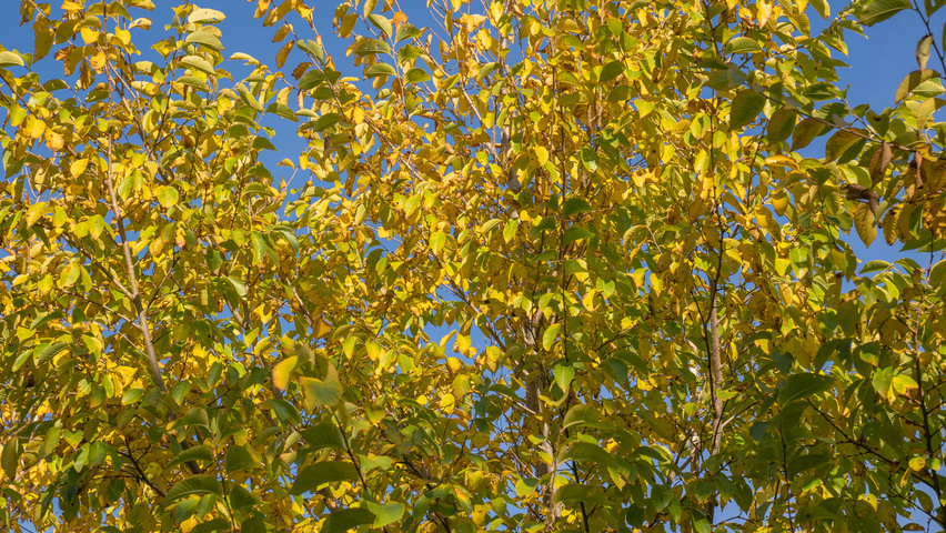 Ulmus 'New Horizon' ® autumn leaves