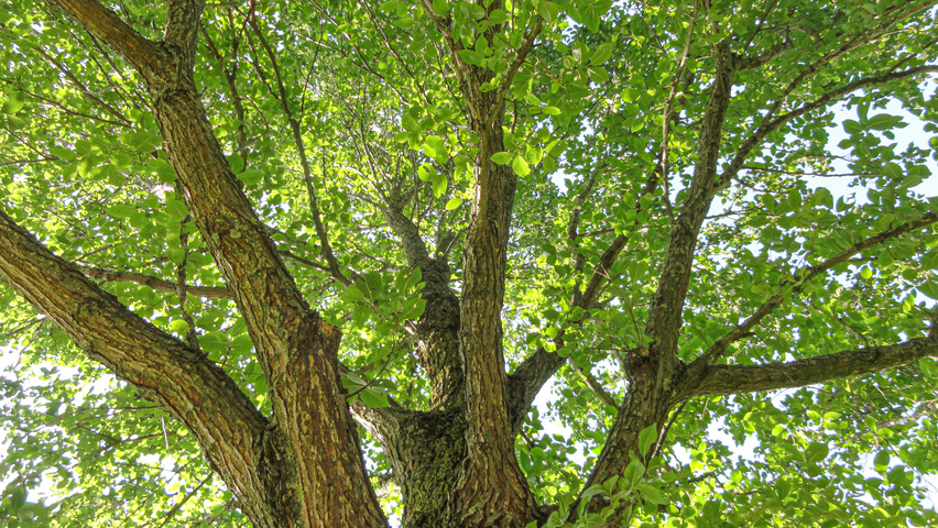 Ulmus 'New Horizon' ® bark