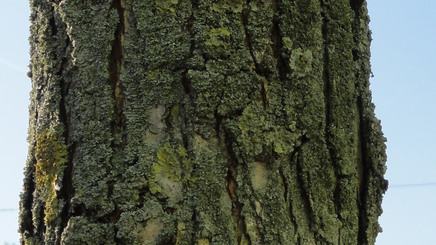 Ulmus 'New Horizon' ® bark