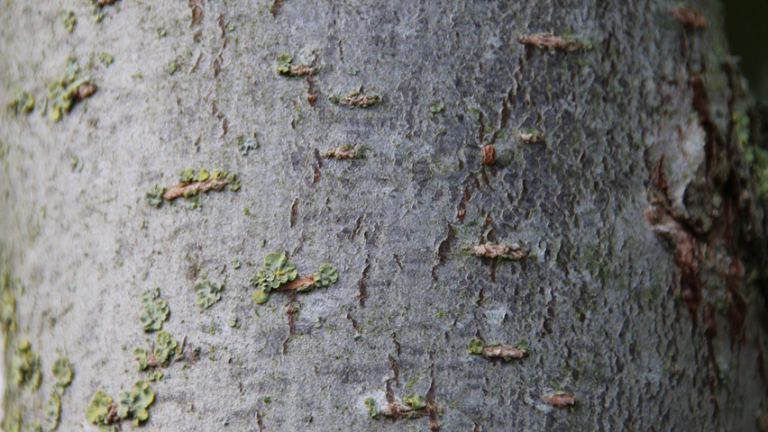 Ulmus 'New Horizon' ® bark