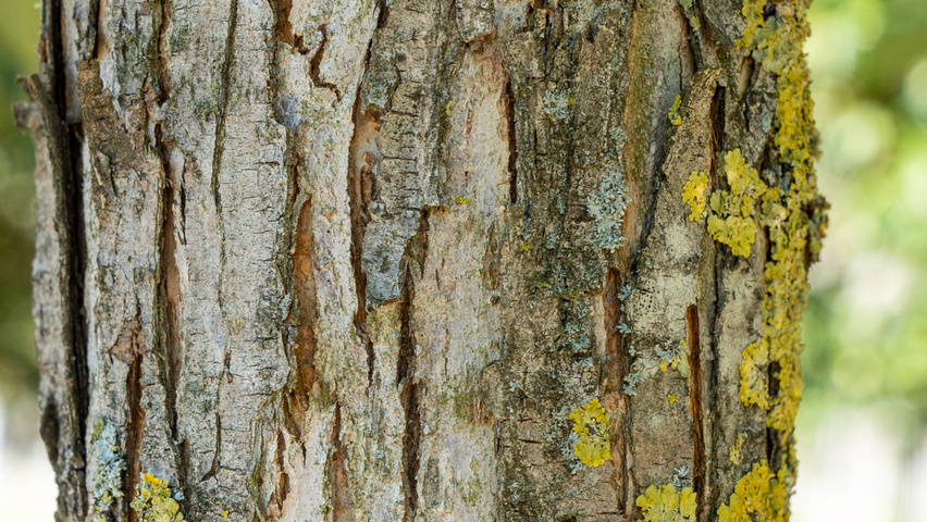Ulmus 'New Horizon' ® bark