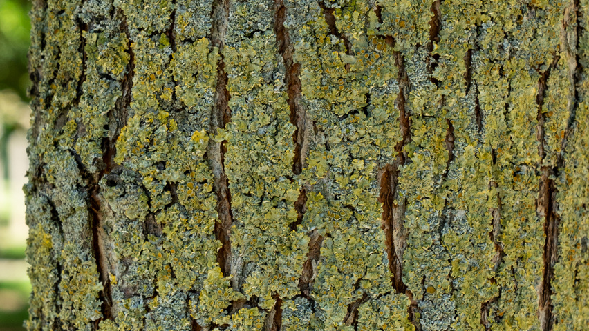Ulmus 'New Horizon' ® bark