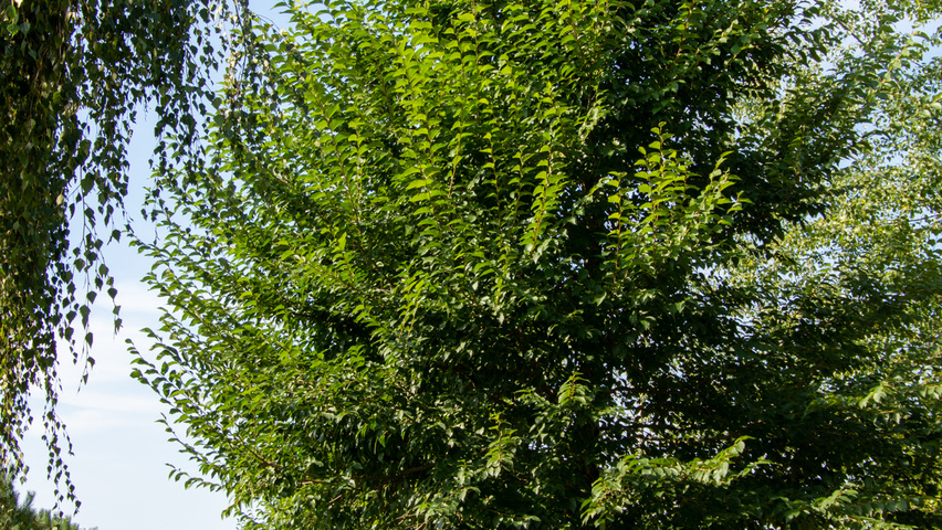 Ulmus 'New Horizon' ® standard tree