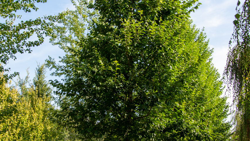 Ulmus 'New Horizon' ® standard tree