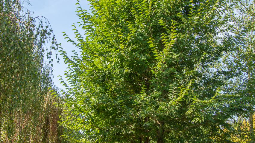 Ulmus 'New Horizon' ® standard tree