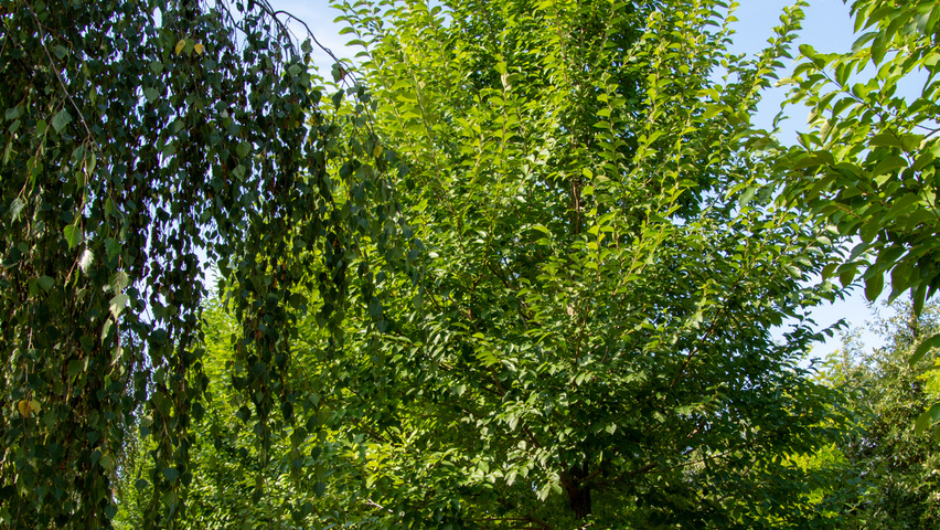 Ulmus 'New Horizon' ® standard tree