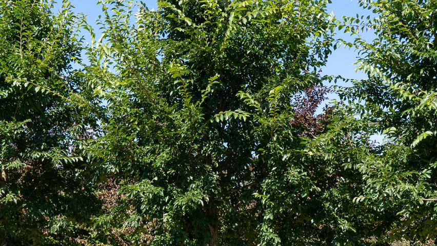 Ulmus 'New Horizon' ® standard tree