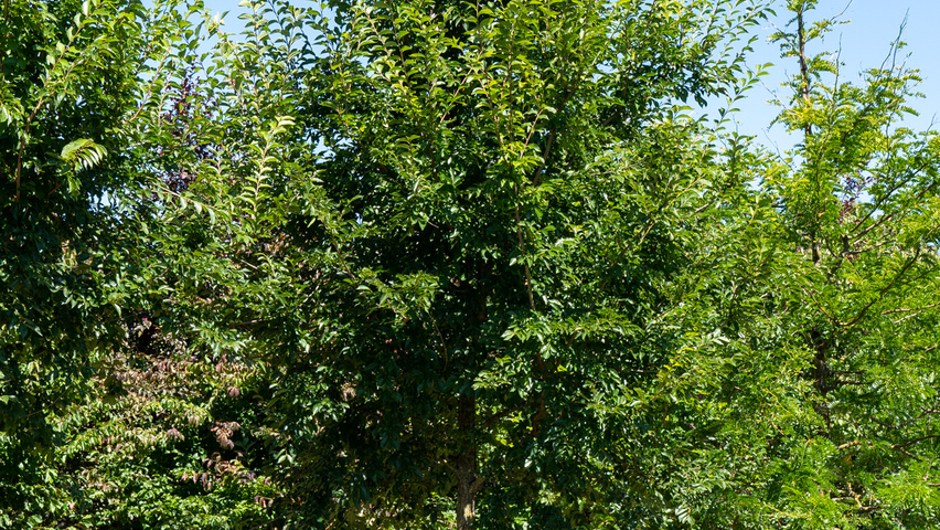 Ulmus 'New Horizon' ® standard tree