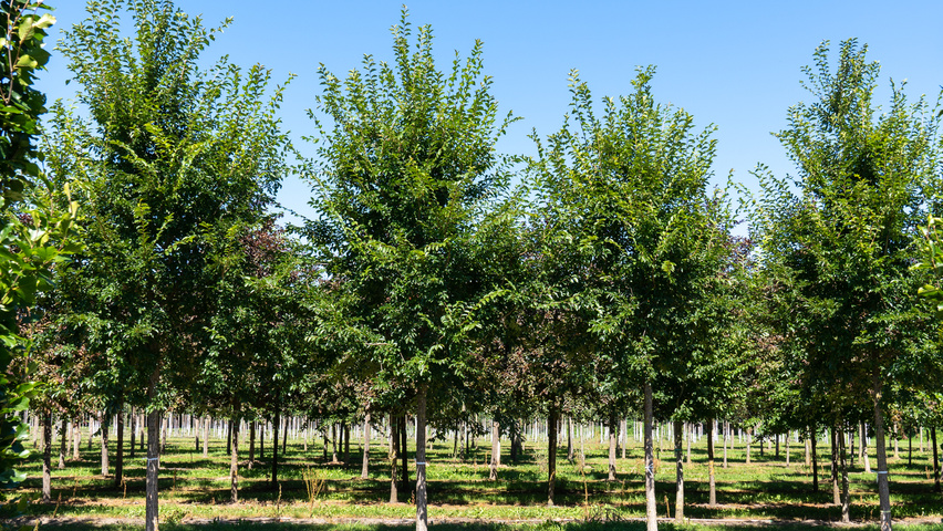 Ulmus 'New Horizon' ® standard tree