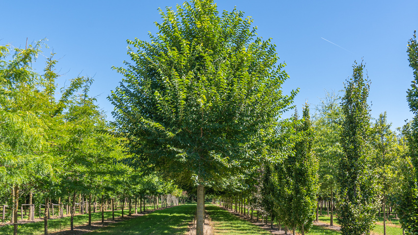 Ulmus 'New Horizon' ® standard tree