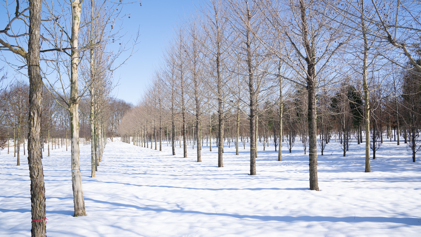 Ulmus 'New Horizon' ® standard tree