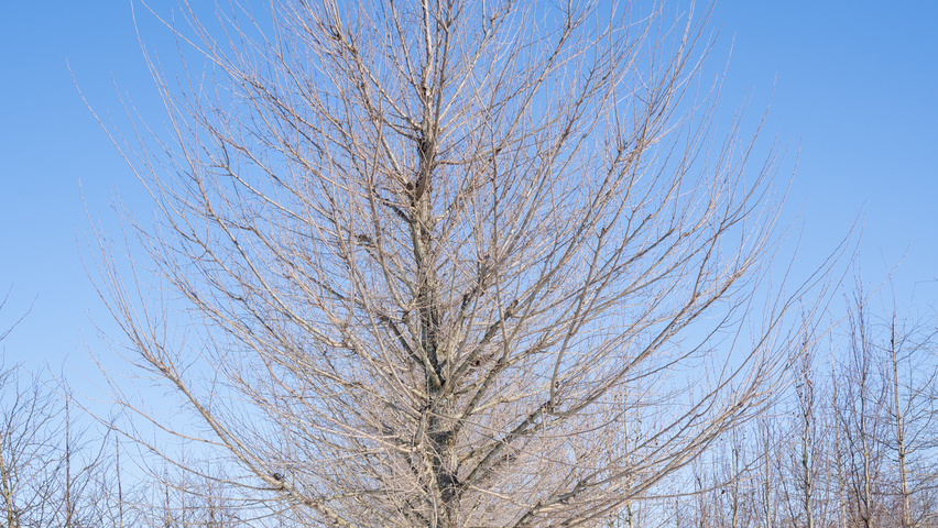Ulmus 'New Horizon' ® standard tree