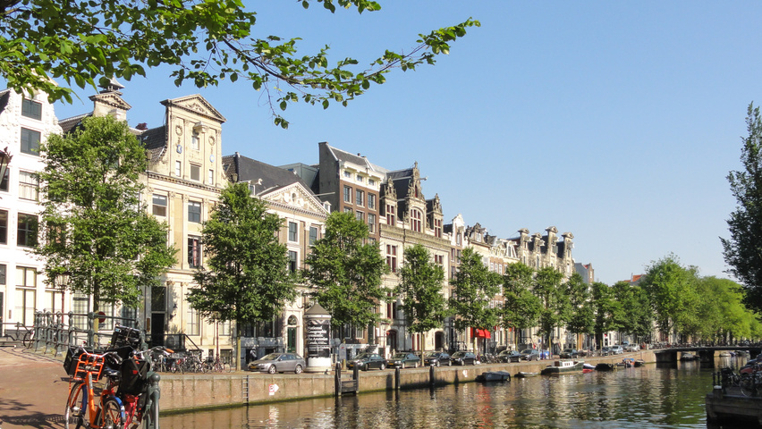 Ulmus 'New Horizon' ® standard tree