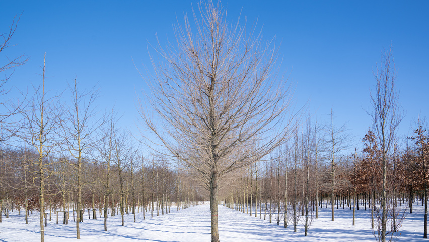 Ulmus 'New Horizon' ® standard tree