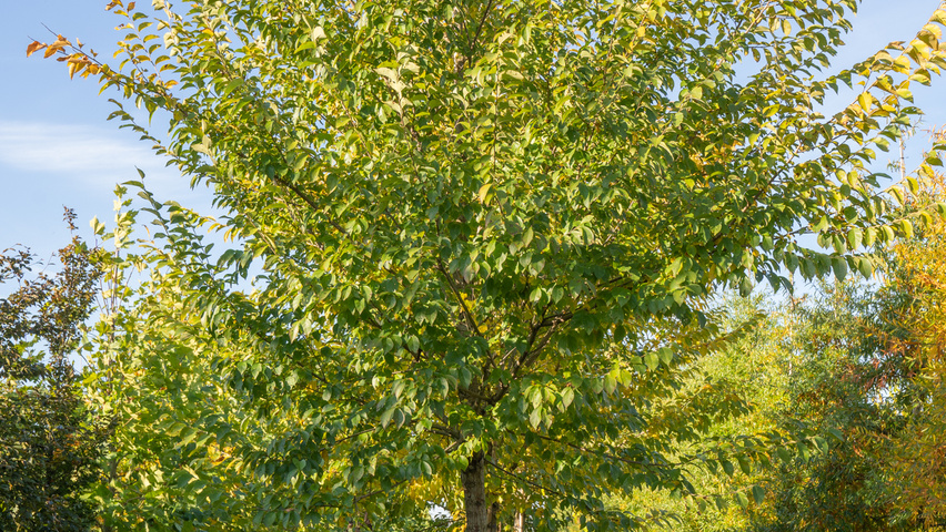 Ulmus 'New Horizon' ® standard tree