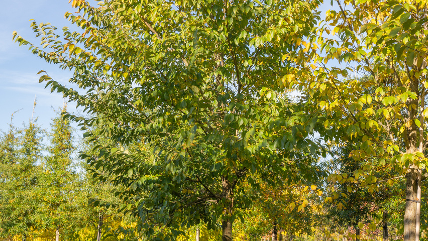Ulmus 'New Horizon' ® standard tree