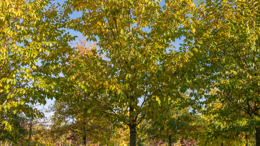 Ulmus 'New Horizon' ® standard tree