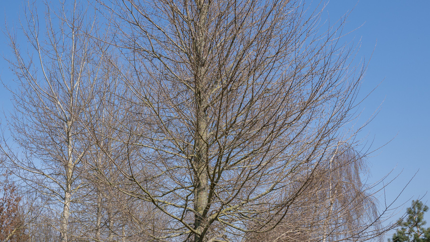 Ulmus 'New Horizon' ® standard tree