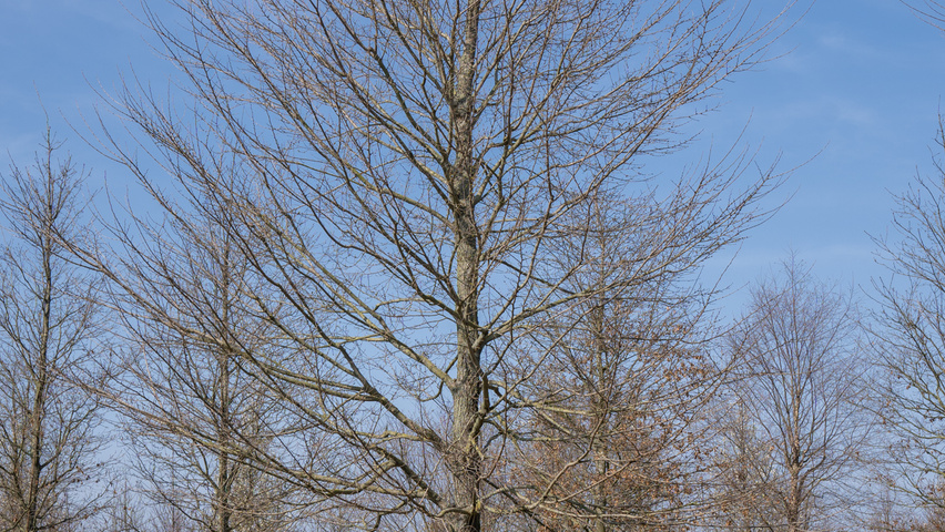 Ulmus 'New Horizon' ® standard tree