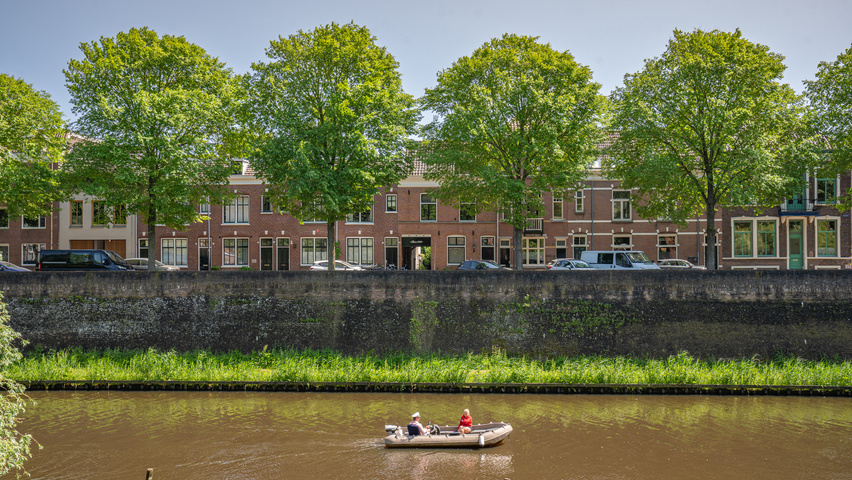 Ulmus 'New Horizon' ® standard tree