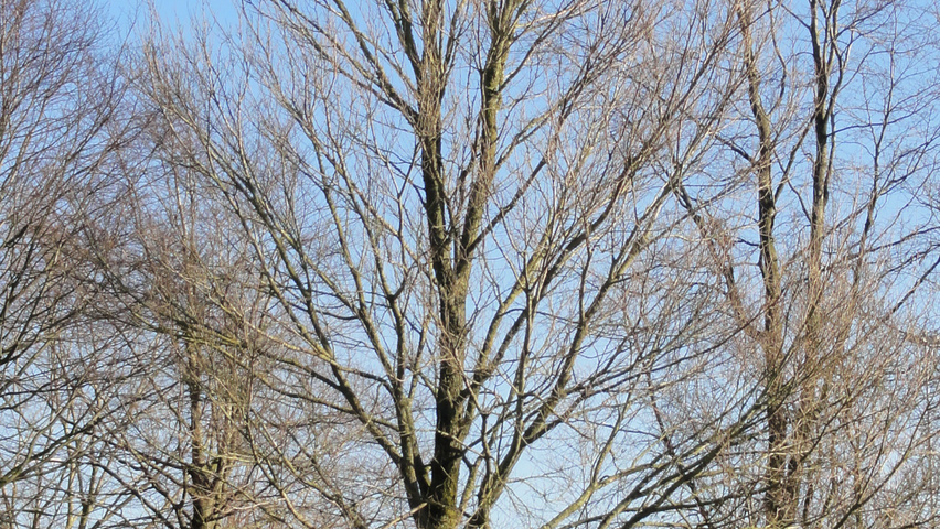 Ulmus 'New Horizon' ® standard tree