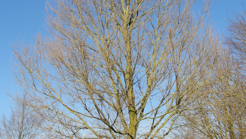 Ulmus 'New Horizon' ® standard tree