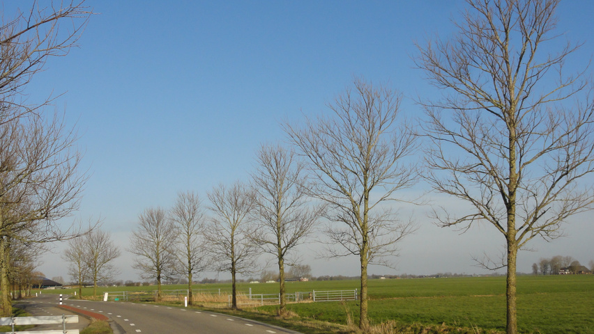 Ulmus 'New Horizon' ® standard tree