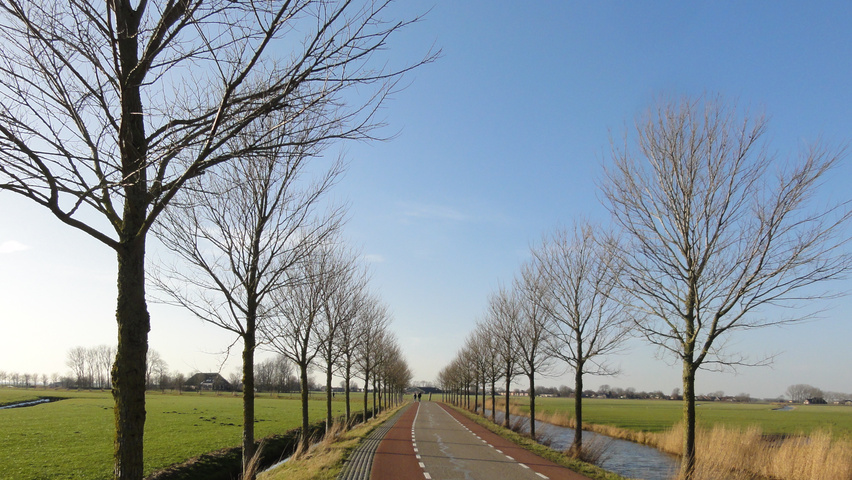 Ulmus 'New Horizon' ® standard tree