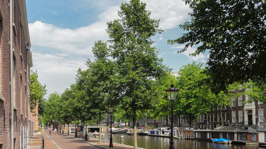 Ulmus 'New Horizon' ® standard tree