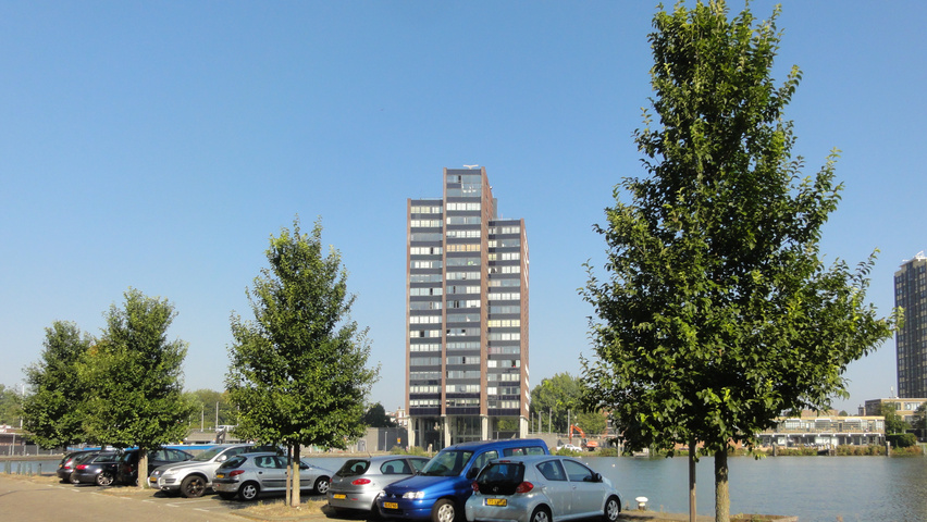 Ulmus 'New Horizon' ® standard tree