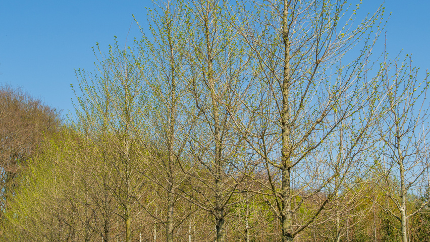 Ulmus 'New Horizon' ® standard tree