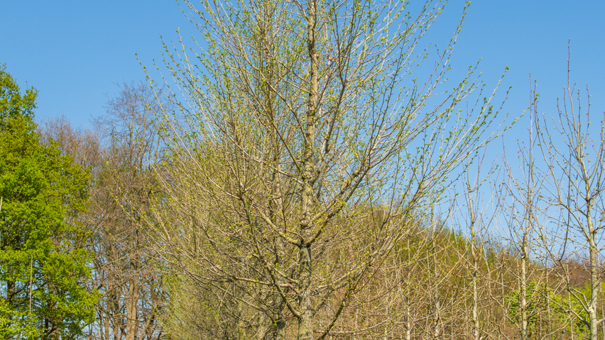 Ulmus 'New Horizon' ® standard tree