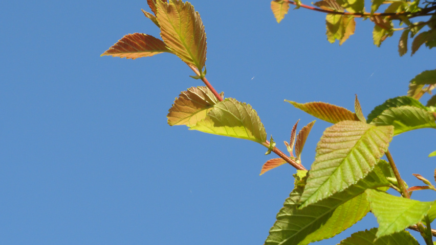 Ulmus 'New Horizon' ® leaves