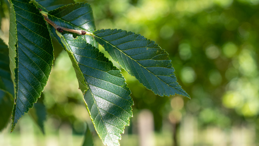 Ulmus 'New Horizon' ® leaves