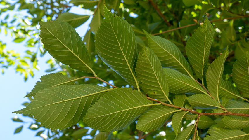 Ulmus 'New Horizon' ® leaves