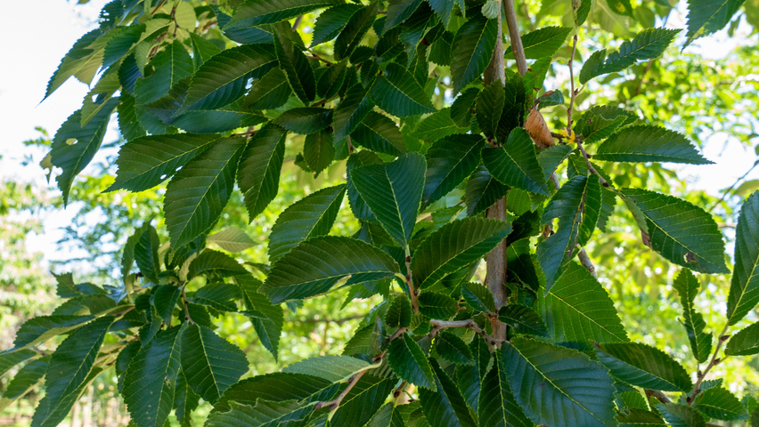 Ulmus 'New Horizon' ® leaves